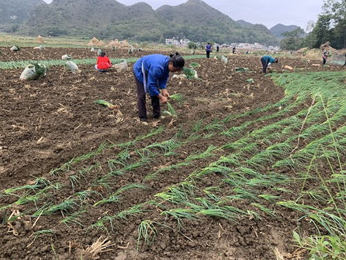 鎮(zhèn)寧馬廠鎮(zhèn) 秋耕冬種正當(dāng)時，土地輪作促增收