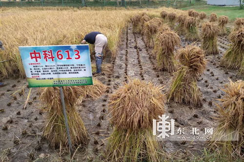 創(chuàng)新耕種，香飄四海——專訪稻花香創(chuàng)始人項(xiàng)文秀的谷物種植新思維